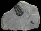 Nice, Asaphiscus Wheeleri Trilobite - Utah #53762-1